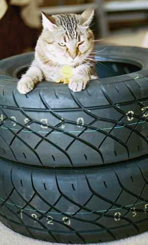 Fat cat in new tires