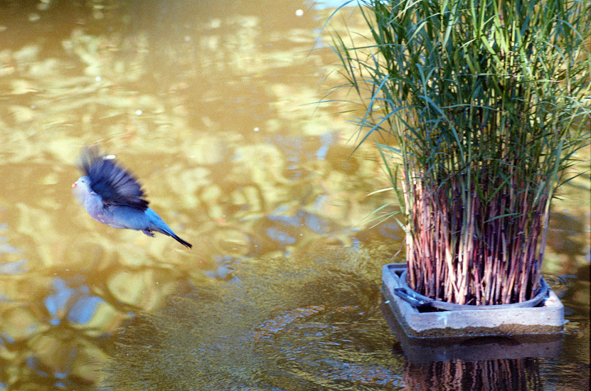 Jardin des Tuileries, Wood Pigeon taking flight