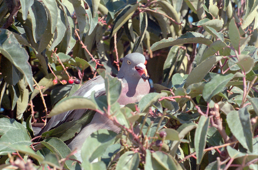 Jardin des Tuileries, Wood Pigeon