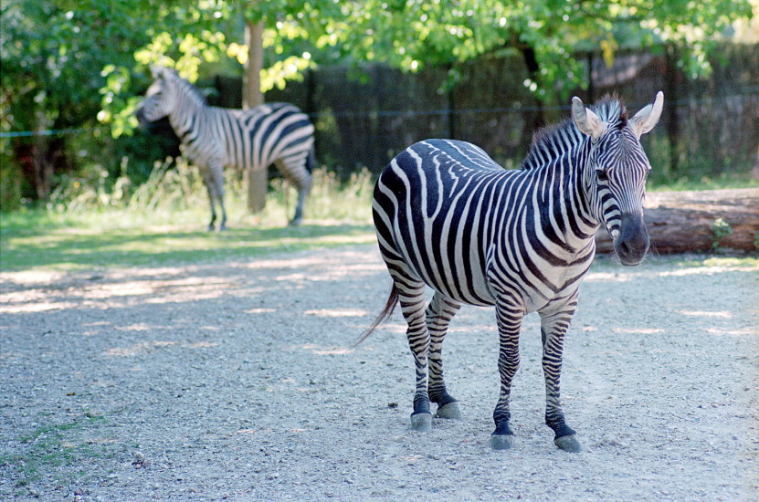 Bois de Vincennes, Parc Zoologique de Paris (II)