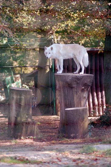 Bois de Vincennes, Parc Zoologique de Paris (III)