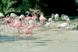 Bois de Vincennes, Parc Zoologique de Paris (IV)