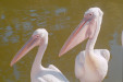 Bois de Vincennes, Parc Zoologique de Paris (VI)